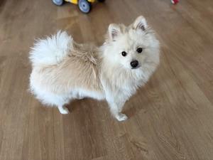 Zwergspitz Rüde 10Monate 