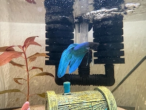 Blauer Kampffisch (Betta) zu verkaufen