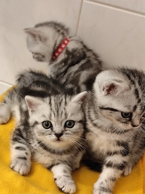 BKH mit Stammbaum (Junge)