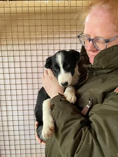 Boudoir, zzt. in Ungarn, ist ein typischer Welpe. Einfach zauberhaft, verspielt und freundlich.