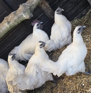 Bruteier weiße Ga HMongs