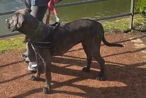 Cane Corso Weibe sucht ein neues zuhause