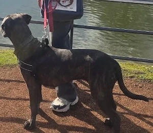cane Corso