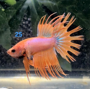 Kampffisch Männchen Betta splendens Crowntail 