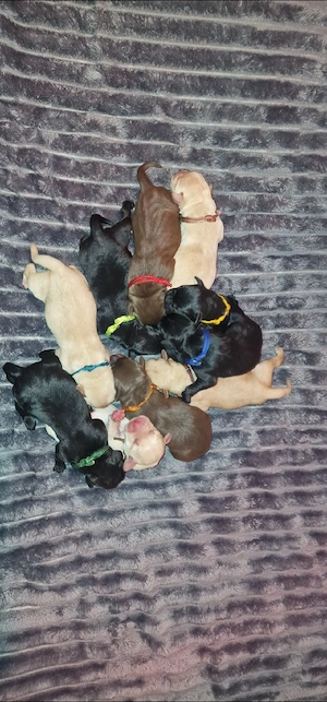 Reinrassige Labradorwelpen 