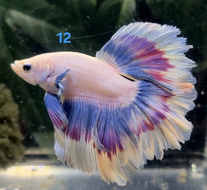 Kampffisch Männchen Betta splendens 