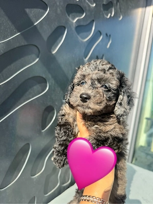 mini toy pudel weibchen  merle  blaue augen 