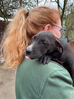 Louis, PS in Ungarn, ist ein typischer Welpe