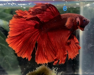 Kampffisch Männchen Betta splendens Halfmoon Butterfly 