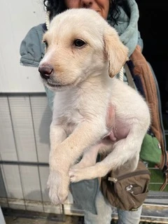 Ottó, zzt. in Ungarn,  als Welpe liebe ich es die Welt um mich herum kennenzulernen 