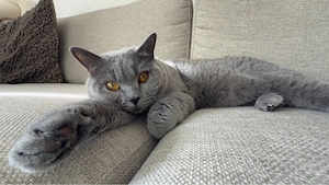 Britisch Kurzhaar BKH Kater und Katze abzugeben