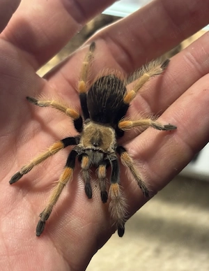 Brachypelma Boehmei mit Terrarium zu verkaufen 