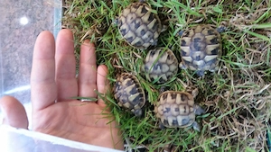 Griechische Landschildkröten aus Hobbyzucht 