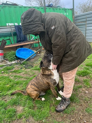 Bambo, z. Zt. in Ungarn, ist ein ganz sympathischer Hund Bild 10
