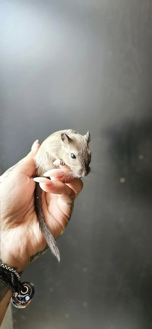 Rennmäuse, Wüstenrennmäuse 