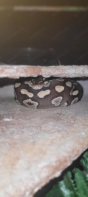 Königspython Mojave 1.0