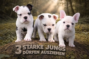  Die letzten 3 dürfen ab sofort ausziehen New English Bulldog 