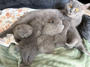 Bkh British Kurzhaar Kitten