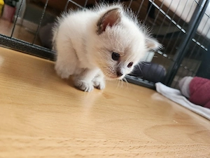 Siam Kitten Jetzt schnell sein und reservieren   
