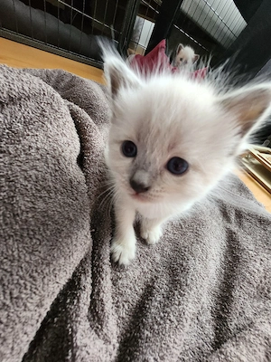 Siam Kitten nur noch 1 Junge (hellblau) und 1 Mädchen (gelb) Bild 3