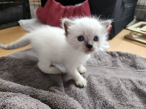 Siam Kitten nur noch 1 Junge (hellblau) und 1 Mädchen (gelb) Bild 4