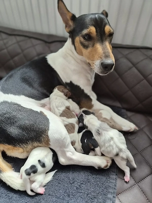 Jack Russell Terrier Welpen, in Sonderlackierung..