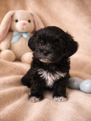 Havaneser  Toypudel Havapoo Welpen abzugeben 