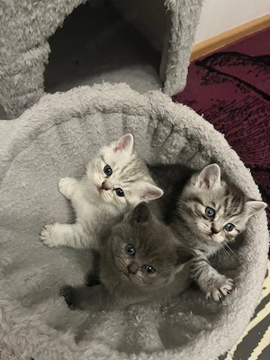 3 bkh kitten silver tiger lillac 