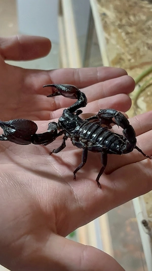 Ich verkaufe meine asiatischen Waldskorpione