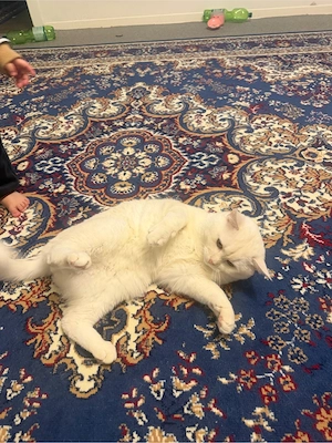 britische Kurzhaar kater 