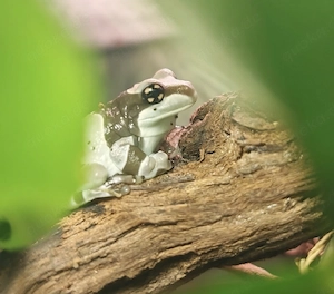 4er Gruppe Baumhöhlen-Krötenlaubfrosch Trachycephalus resinifictrix 