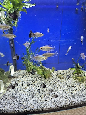 Aquarium Fische  Bild 5