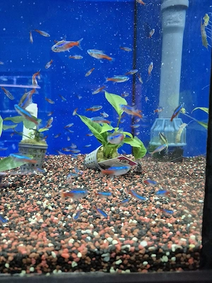 Aquarium Fische  Bild 4