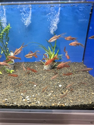 Aquarium Fische  Bild 3