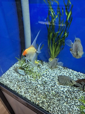 Aquarium Fische  Bild 2