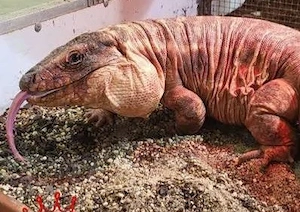 Suche Teju   Steppenwaran oder  Grünen Leguan