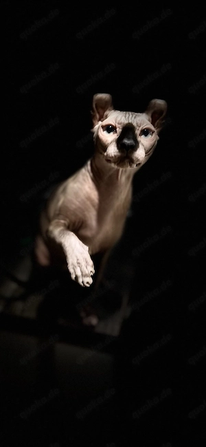 Elf-Sphynx Mädchen DRINGEND Bild 5