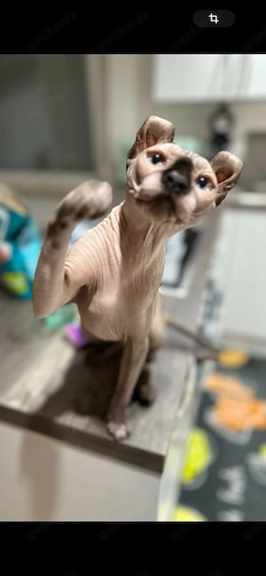 Elf-Sphynx Mädchen DRINGEND Bild 3