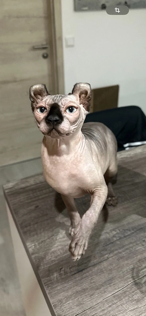 Elf-Sphynx Mädchen sucht zuhause. 