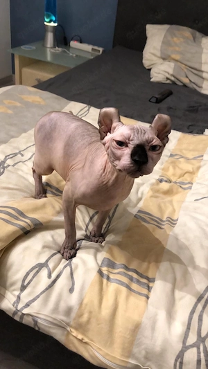 Elf-Sphynx Mädchen DRINGEND Bild 4