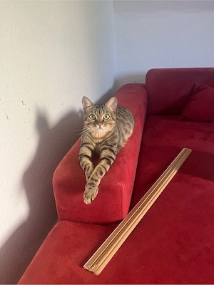 Bengal Russisch-blau Mix Geschwister