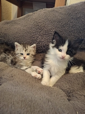 Süße Maine Coon Kitten suchen ein Zuhause 