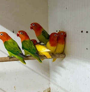 Pfirsichköpfchen Opalin Fischeri