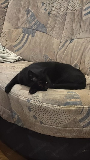 Kater sucht neues für-immer-Zuhause