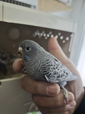 Wellensittich Jungtiere 