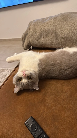 BKH kater 2 jahre ( britisch kurzhaar ) 