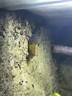 Gonatodes albugularis fuscus 1.3.0