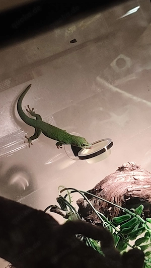 1 Madagaskar Taggecko 