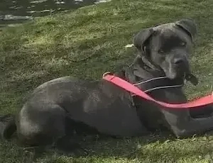 Darla sucht ein liebevolles Zuhause