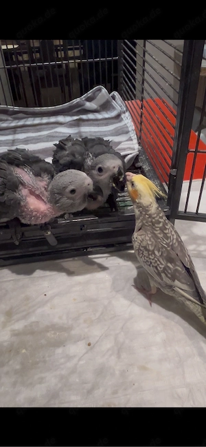 Graupapageien (Handaufzucht)   2 Jungtiere abzugeben